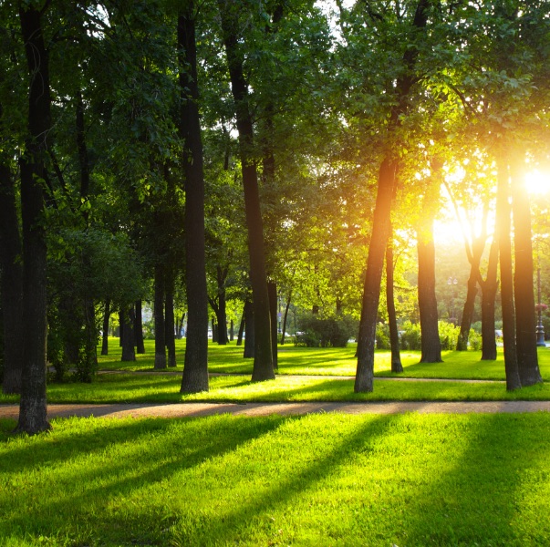 Sun shining through trees